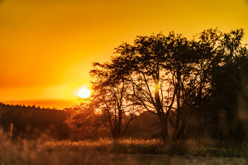 sunset in the forest