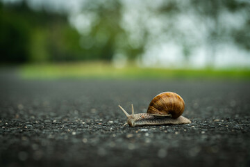 Snail on the road