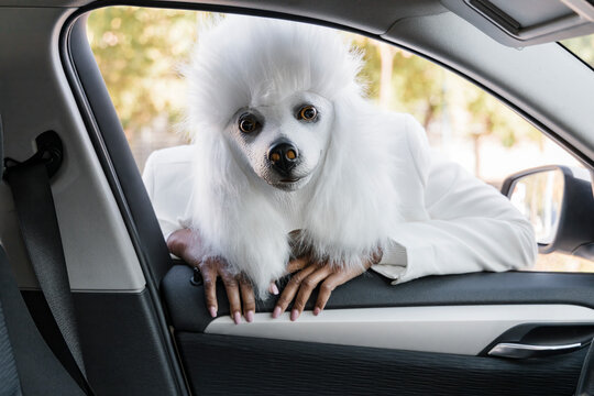 Woman wearing dog mask looking through car window