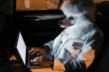 Woman wearing dog mask using laptop in car