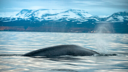 Blue whale surfacing calmly in the North Atlantic, around Icelandic waters with still a lot of snow in the mountains