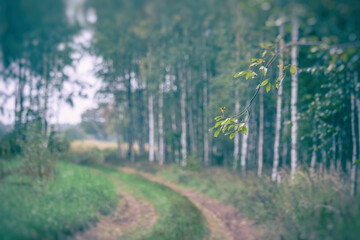 Obraz premium tree branch on blurry forest pathway background, vintage look