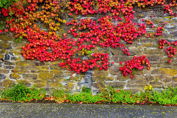 Multicolored autumn on the Rhine