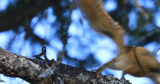 American Red Squirrel, Tamiasciurus hudsonicus, from Algonquin 4K