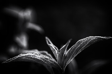 frost covered weigela florida leaves on dark background