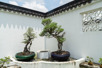 Bonsai trees at the Suzhou style Bonsai Garden at the Chinese Garden, Singapore.