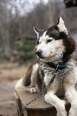 siberian husky dog