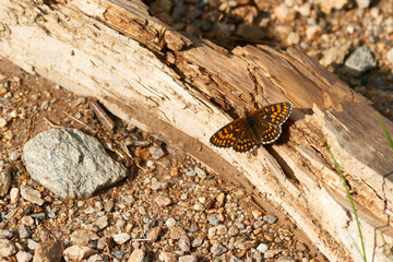 Wachtelweizen-Scheckenfalter (Melitaea athalia) beim Sonnenbad	

