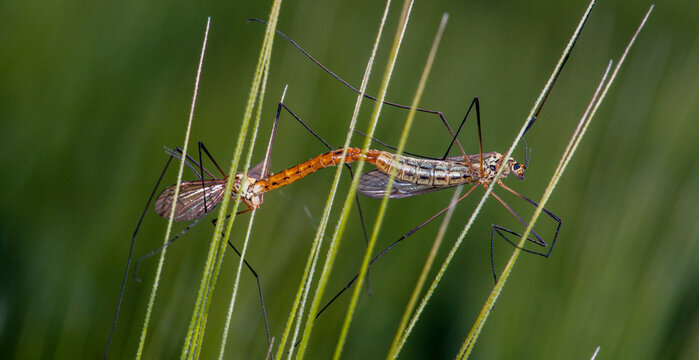 accouplement de deux libellules