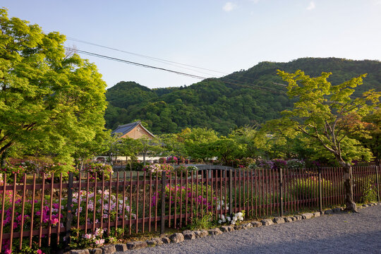 View Of Zen Garden At A Temple In Arashiyama, Kyoto, Japan With Trees And Mountains In Background. Clear Blue Sky. No People.