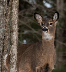 Whitetail doe deer in woods