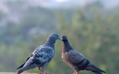 pigeon on the grass