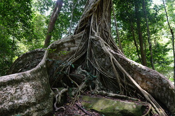 A centuries-old tree with long roots in Thailand's Khao Yai National Park.