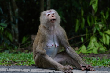 Fototapeta na wymiar A wild monkey without a paw. Khao Yai National Park Thailand.