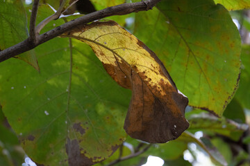 close up Brown dried leaf 