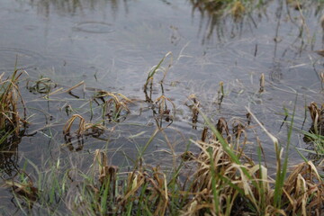 grass is green and dry in the water in the meadow 