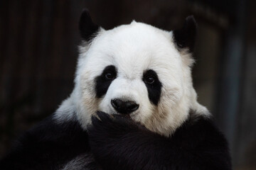Close up cute fluffy panda