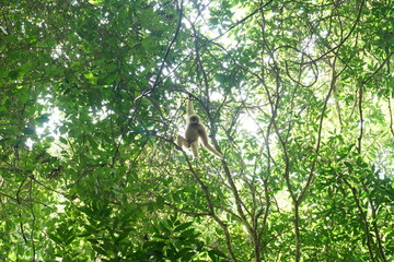 The male gibbon moves from tree to tree. Thailand Khao Yai National Park.