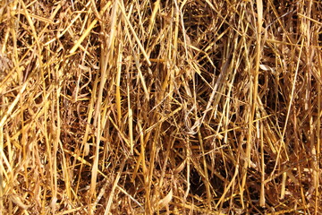 Dry straw background texture - yellow-golden hay harvesting of grain crops in agriculture