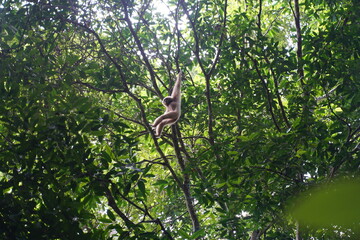 The male gibbon moves from tree to tree. Thailand Khao Yai National Park.