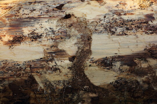 Wooden brown log with axe marks close-up texture of natural background