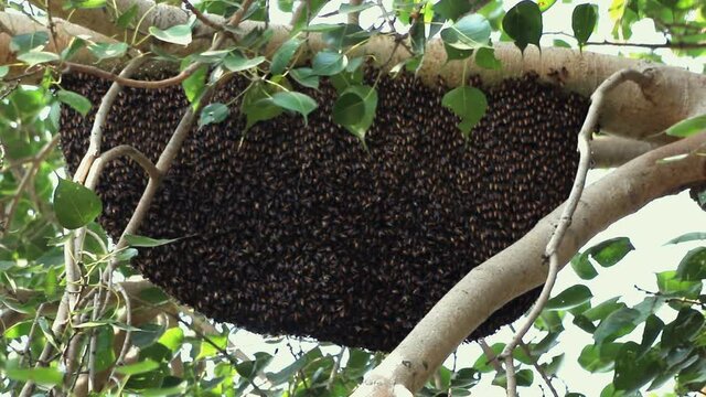Honeybee hive attached to tree branch