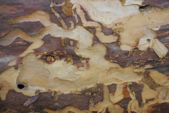 Woodworm tracks on brown bare wood trunk under bark closeup natural background texture