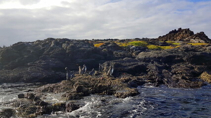 Group of Galapagos Penguin standing on a rock, Galapagos Islands. Ecuador