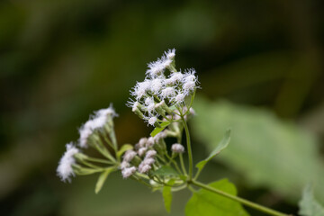 Fototapeta premium Blooming Purple grass flower, Chromolaena odorata (Siam weed)