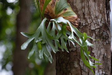 Close up Green plant, Platycerium willinckii Aplus