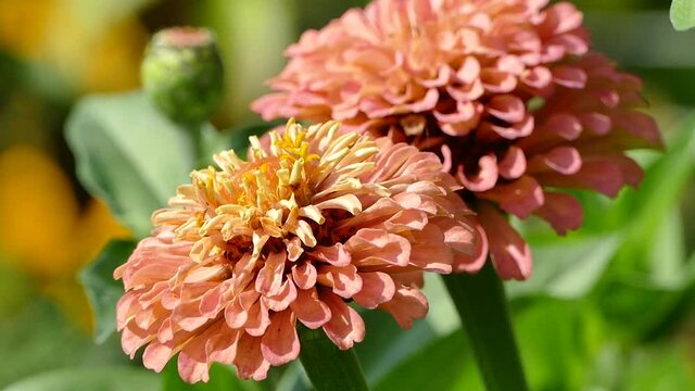 Zinnia Fully Double Flowered orange blooms in flower garden, closeup video shot