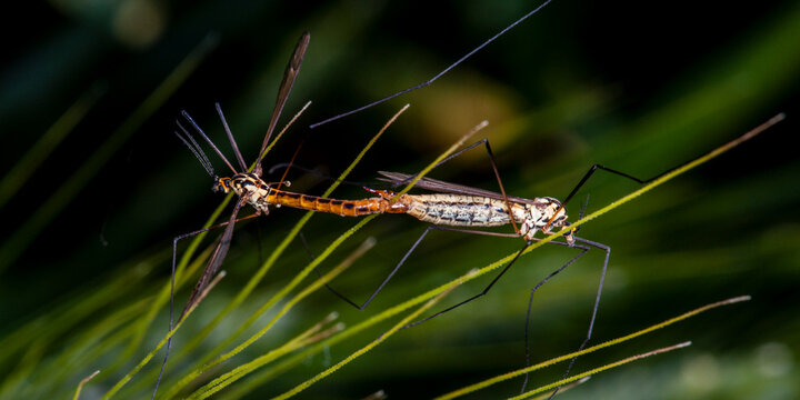 accouplement de libellules