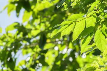 Plant green leaf in garden with bokeh background