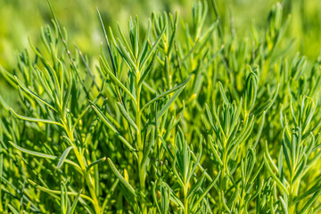 soude maritime (Suaeda maritima)