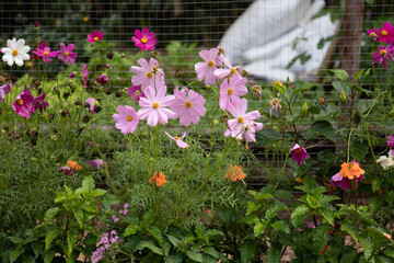 colorful cosmos flowers in the garden