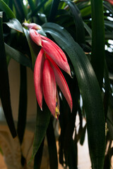 close-up photo of Billbergia nutans a beautiful flower on a natural background
