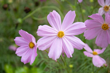 Obraz premium close up pink cosmos flower