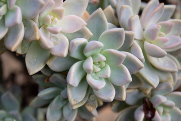 close up of a succulent
