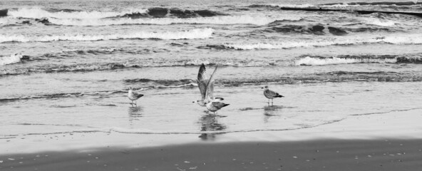 Four silver gulls - close-up, on the beach of the Baltic Sea, one with wings raised, December cloudy day, black and white photo