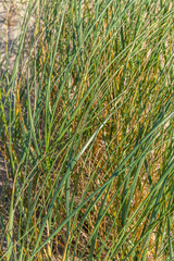Obraz premium Elymus farctus (chiendent des sables, chiendent piquant)