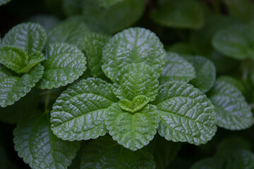 Beauty of Nature, curve of Fresh Green Leaf , 
showing detail on Texture and Pattern 