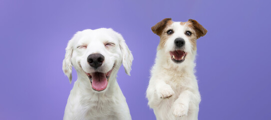Two happy puppy dogs smiling on isolated purple background.