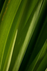 Beauty of Nature, curve of Fresh Green Leaf , 
showing detail on Texture and Pattern 