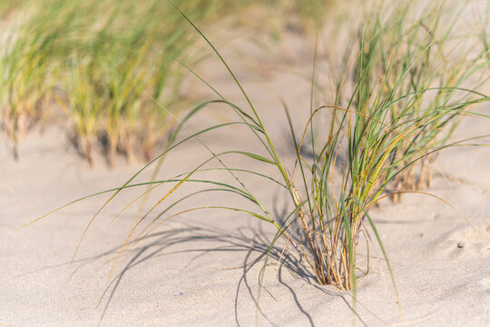 Elymus farctus (chiendent des sables, chiendent piquant)