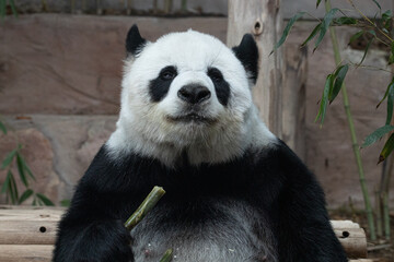 a portrait of sweet panda