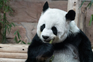 Obraz na płótnie Canvas Fluffy Panda Eating Bamboo