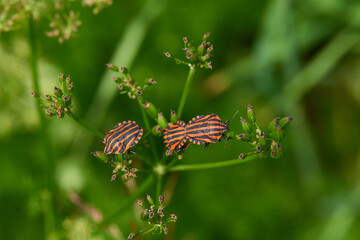 Streifenwanzen (Graphosoma italicum)