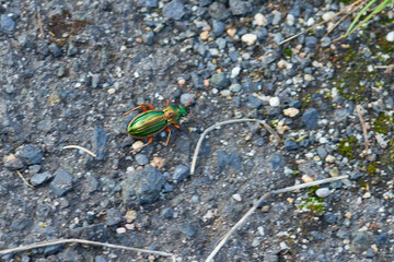 Goldglänzender Laufkäfer (Carabus auronitens)	
	

