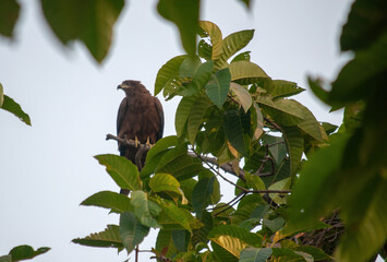 bird of prey