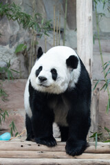Obraz premium Sweet panda sending a sweet smile to the audience